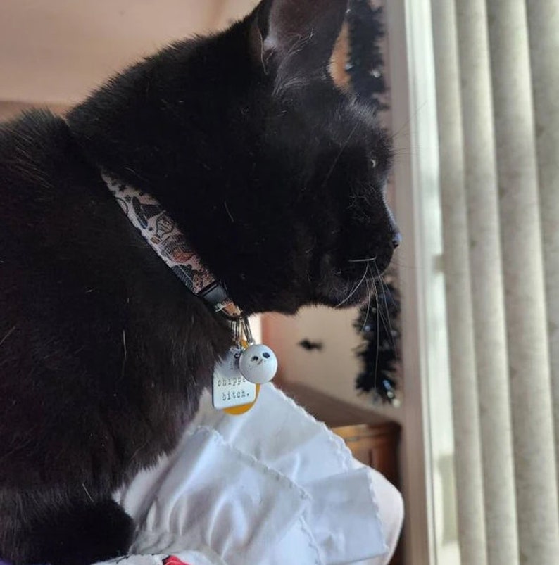 Puede incluir: Un gato negro con un collar estampado y una etiqueta que dice "chippy bitch". El gato est&aacute; mirando por una ventana. El collar tiene un patr&oacute;n de calaveras y otros dise&ntilde;os.