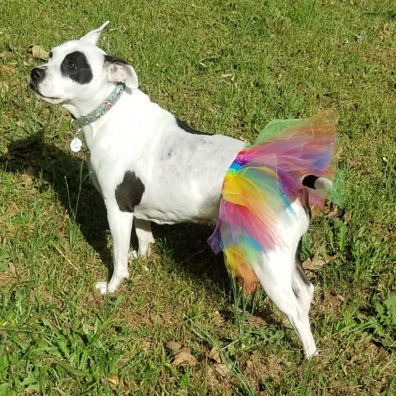 Neck Tutu Handcafted In White Tulle Tutu Fo Exta Small Dogs