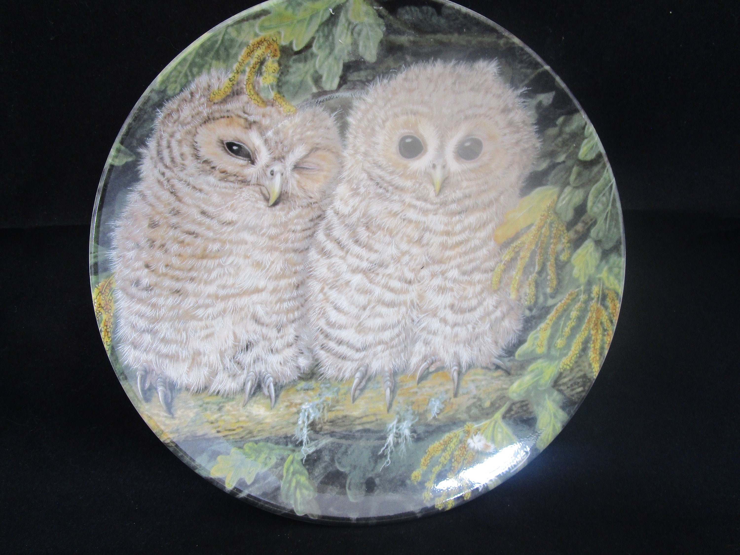 Wedgwood decorative plate 'The Baby Owls'Tawny owl chicks.