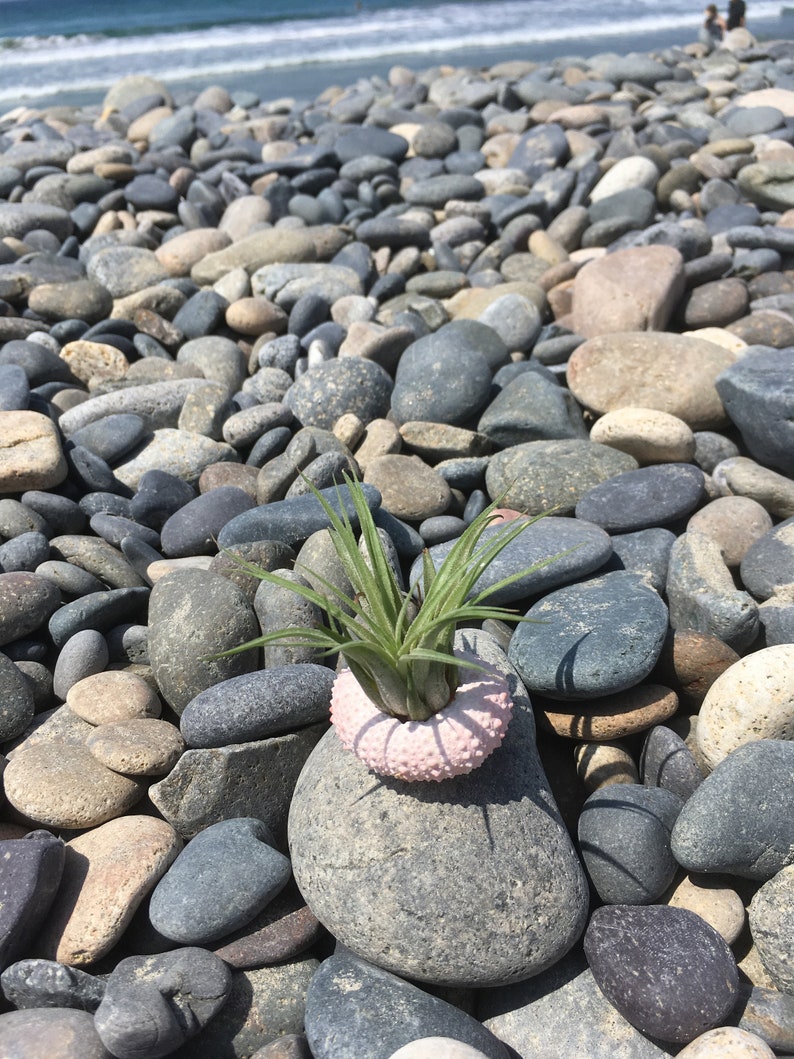 Tillandsia Air Plant With Sea Urchin Shell Pot