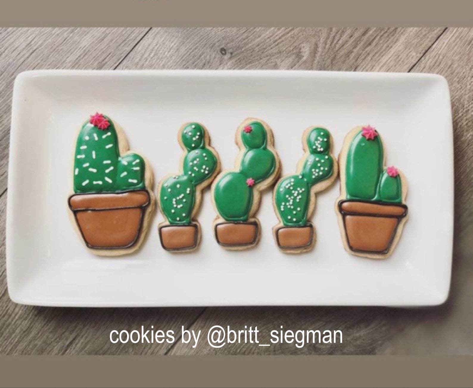 Cactus Cookie Cutter 2 Cookie Cutters Succulent Cookie Etsy