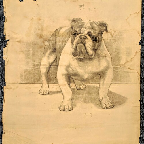 Original Antique Vintage Art by William Joseph Claus 1890 - 1900 Pencil Graphite Life Drawing Bulldog Dog