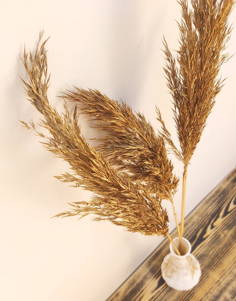 Gold Feather Grass Decorative Plumes Natural Dried Plumes Etsy