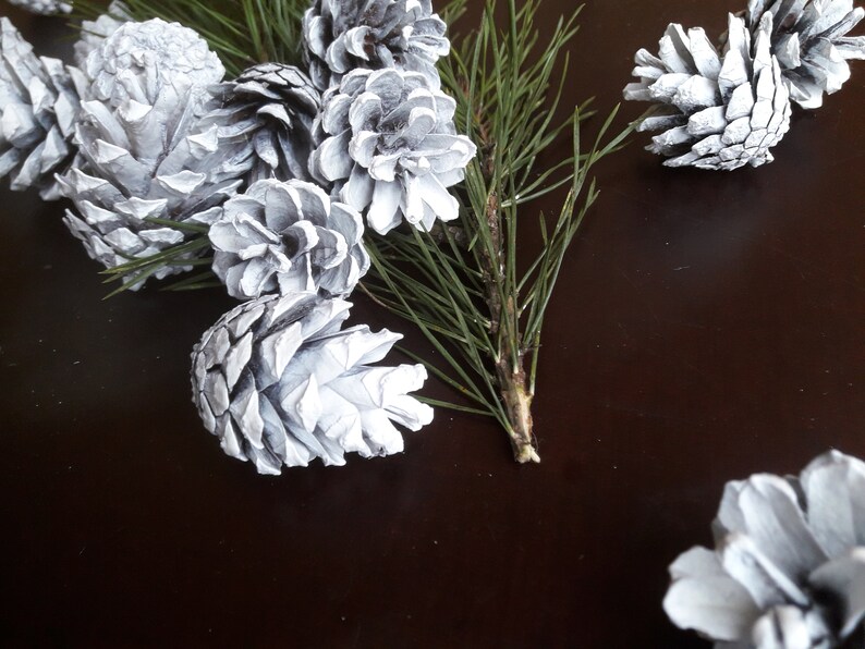 WHITE PINE CONES Fir Tree Cones Large Decorative Fir Cones Etsy