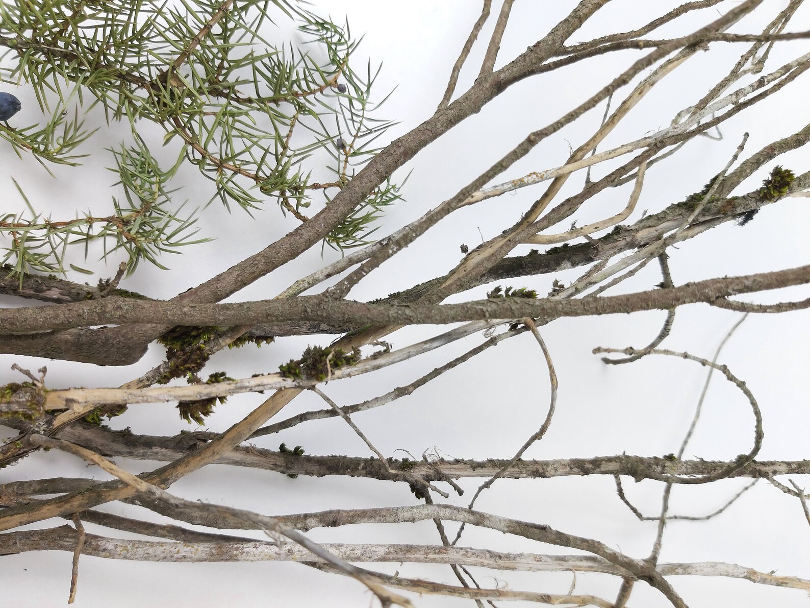 Juniper Wood Branches Dried Juniper Sticks Juniper Scent Etsy