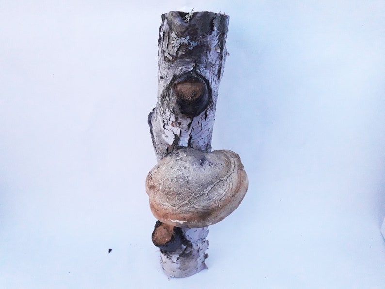 Decorative Birch Log With Mushroom Birch Wood Log Birch Etsy