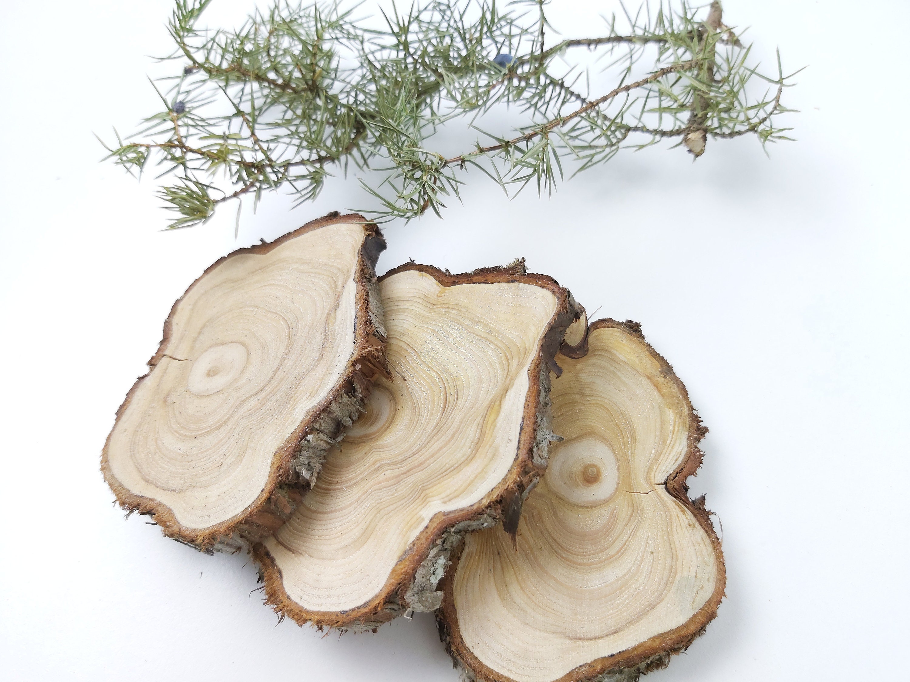 Juniper Wood Slices, Dried Juniper Sticks, Juniper Slice, Juniper Cuts