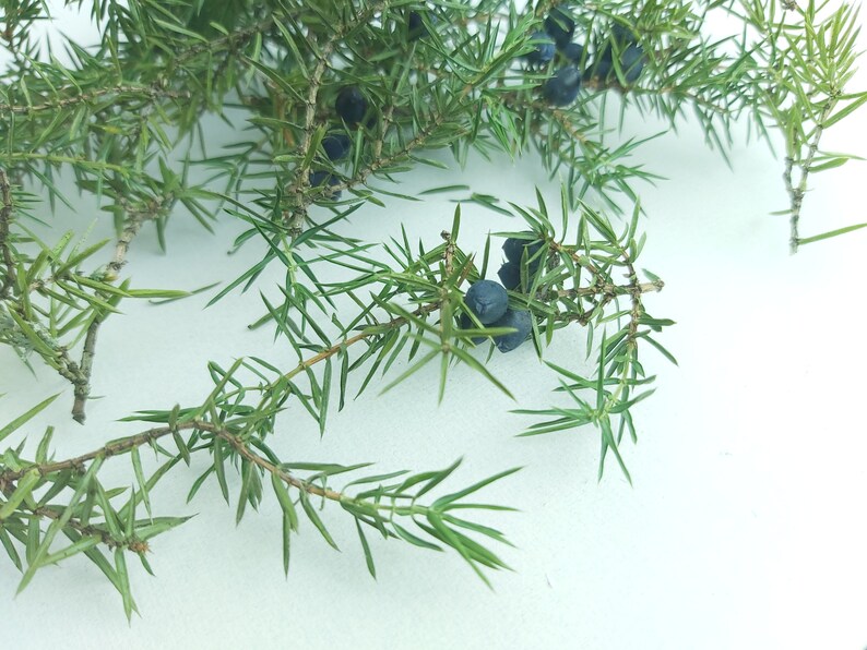 Dried Juniper Wood Branches Dried Juniper Needles Juniper Etsy
