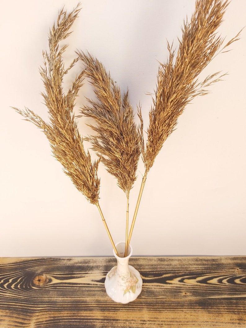 Gold Feather Grass Decorative Plumes Natural Dried Plumes Etsy