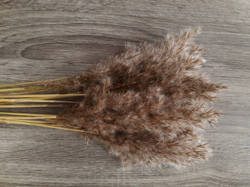 Golden Feather Grass Decorative Plumes Natural Dried Plumes Etsy