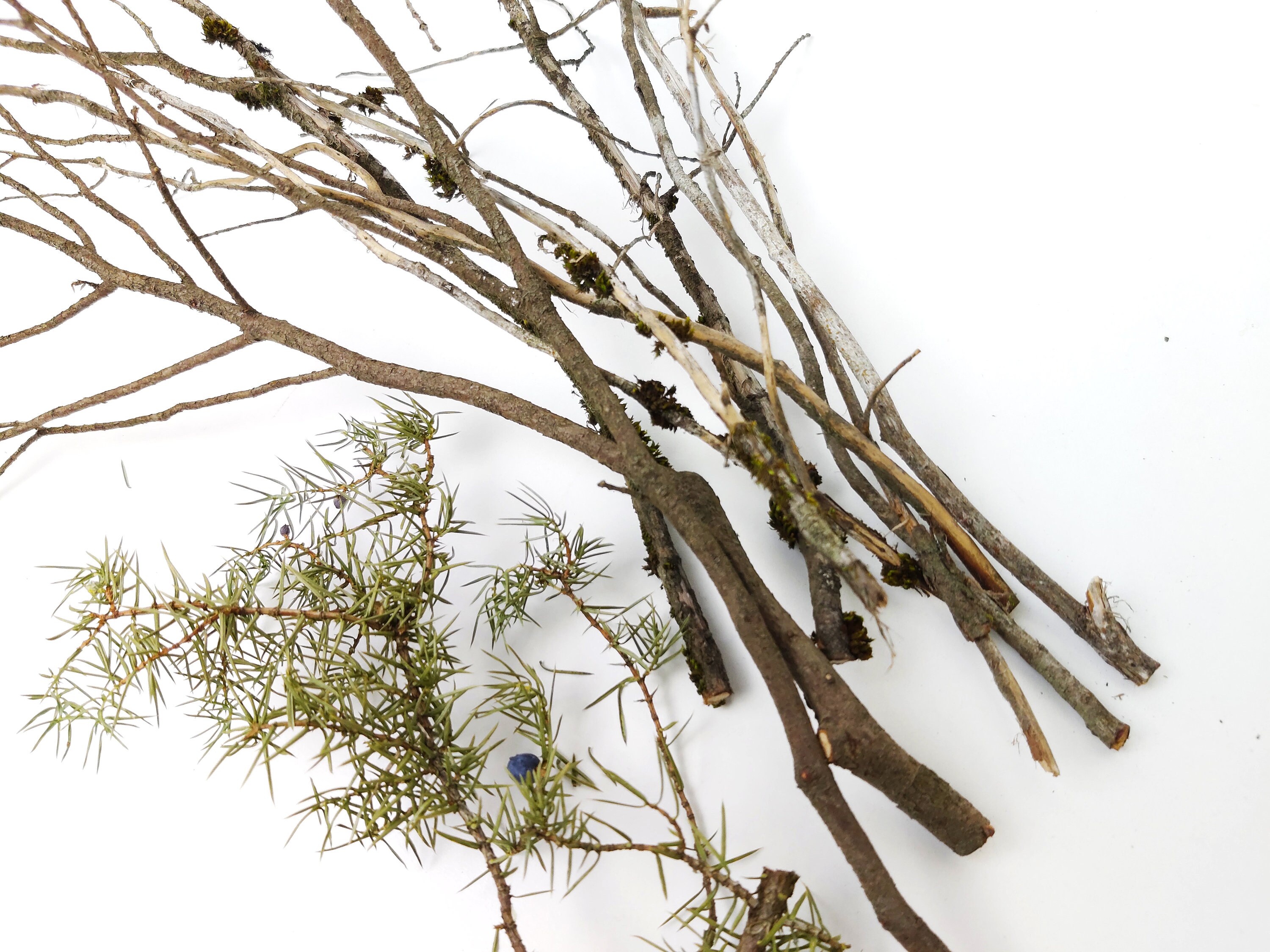 Juniper Wood Branches Dried Juniper Sticks Juniper Scent Etsy