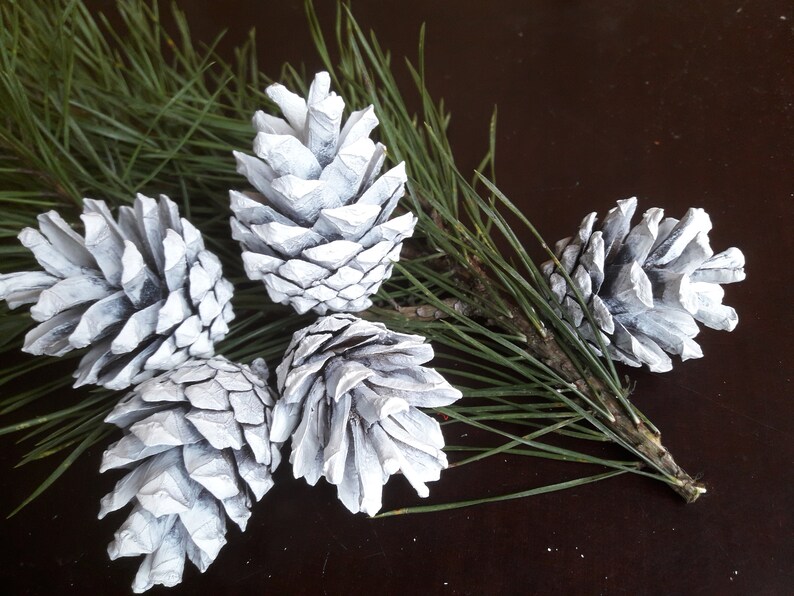 WHITE PINE CONES Fir Tree Cones Large Decorative Fir Cones Etsy