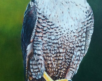 Falcon (print of original acrylic painting)