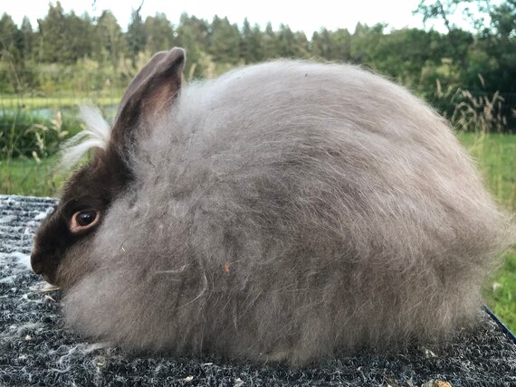 chocolate english angora