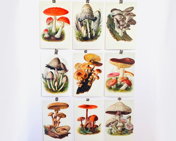 Set of 9 Mushroom Wall Art Mycology Prints-fungi Decor - Etsy