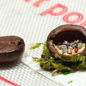 mikroszopka w nasionach kawy