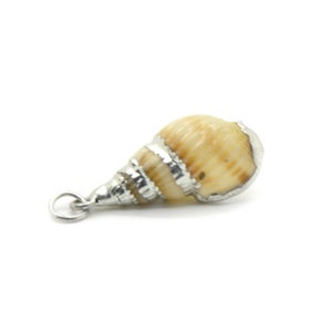 May include: A silver seashell charm with a light brown and white shell. The shell has a spiral pattern and is attached to a silver loop.