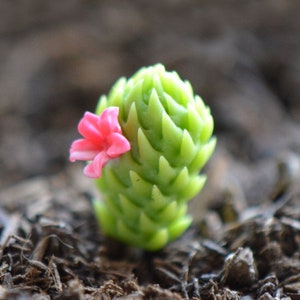 Könnte beinhalten: Nahaufnahme einer kleinen, grünen Sukkulentenpflanze mit einer einzelnen, leuchtend rosa Blüte. Die Sukkulente hat ein strukturiertes, stacheliges Aussehen. Der Hintergrund ist verschwommen und zeigt eine dunkle, erdige Oberfläche.