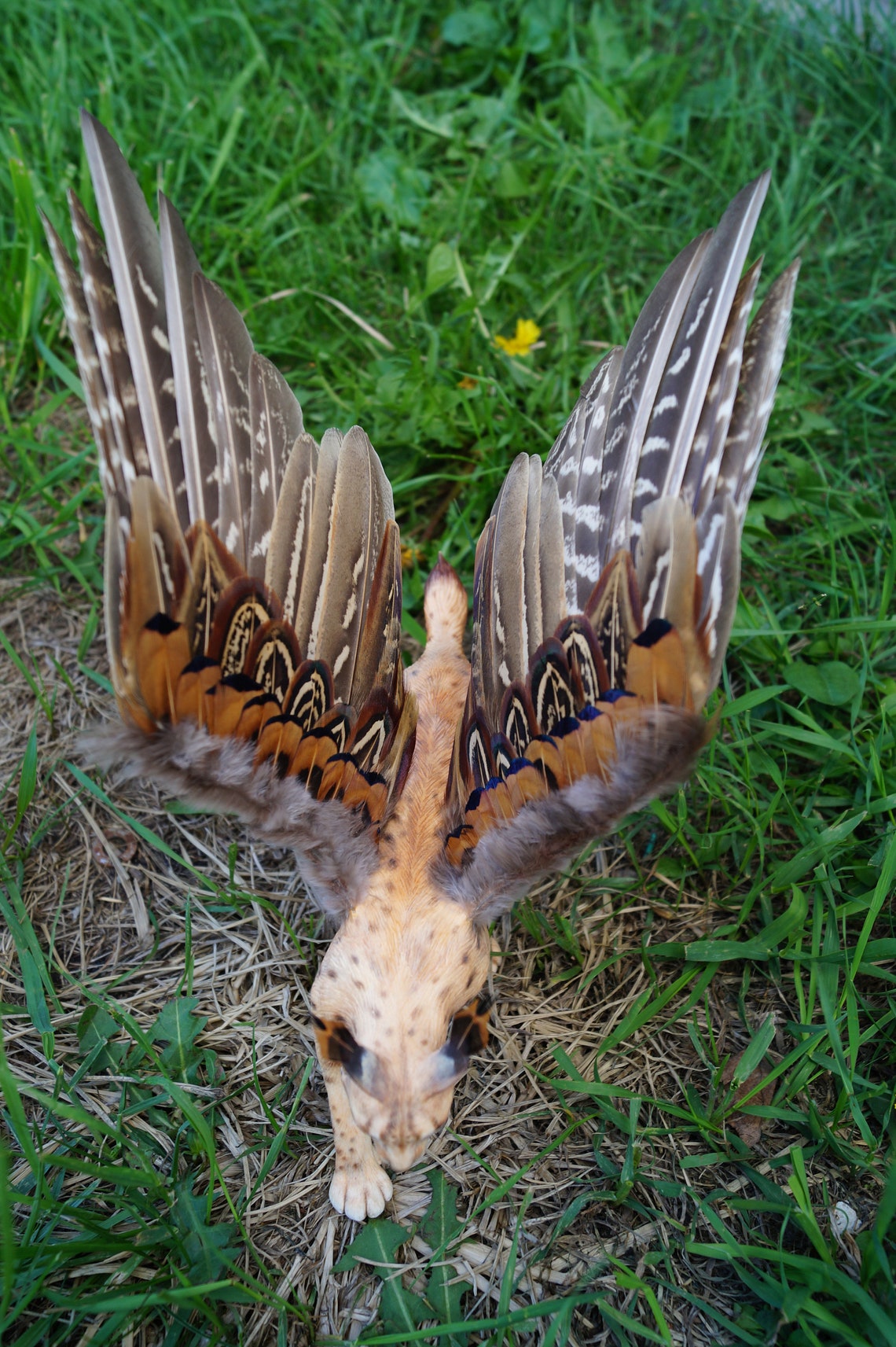 Lynx with wings Etsy