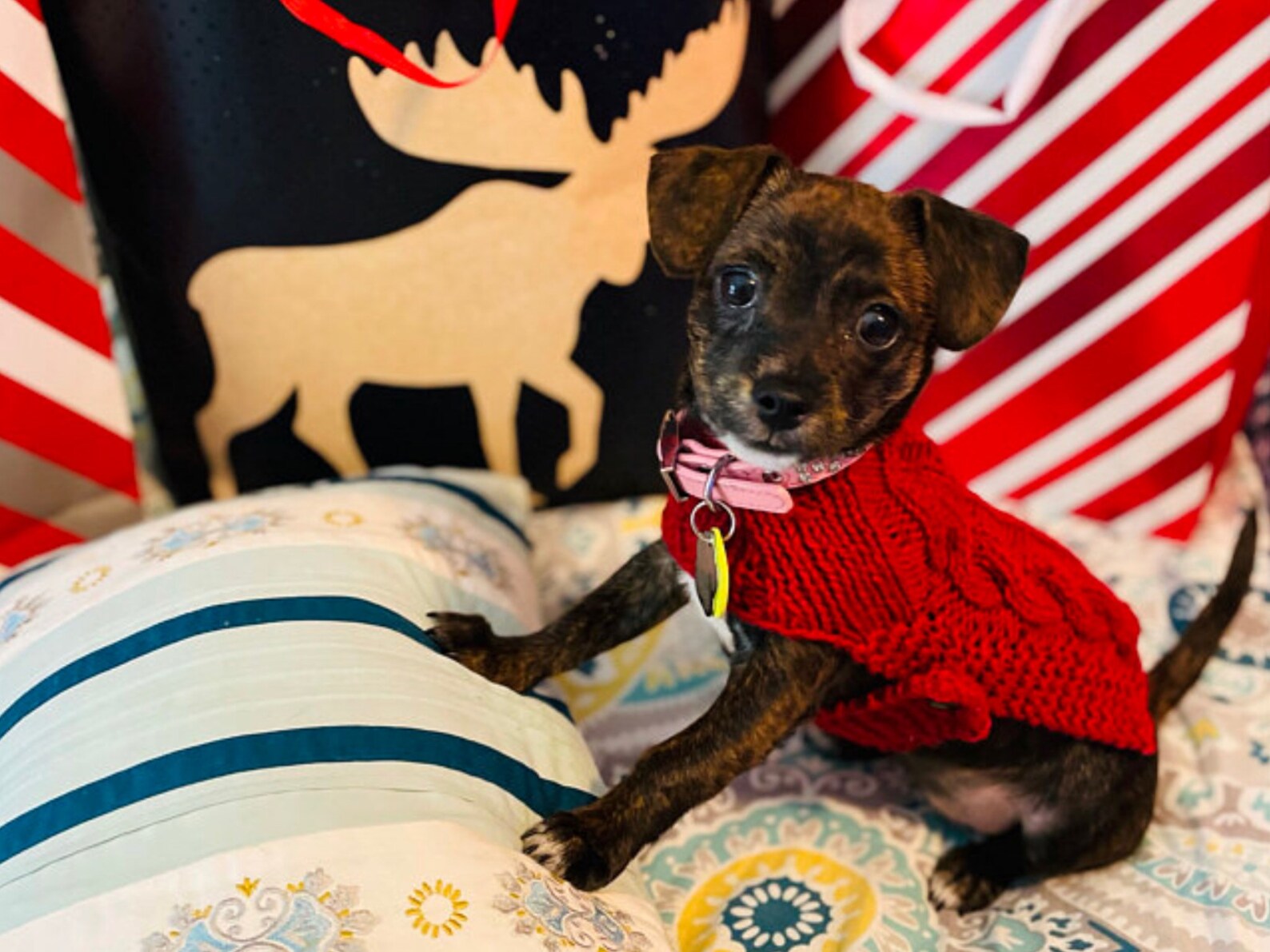 XXXS Dog Sweater XXS Dog Coat XXS Dog Clothes Tiny dog Etsy