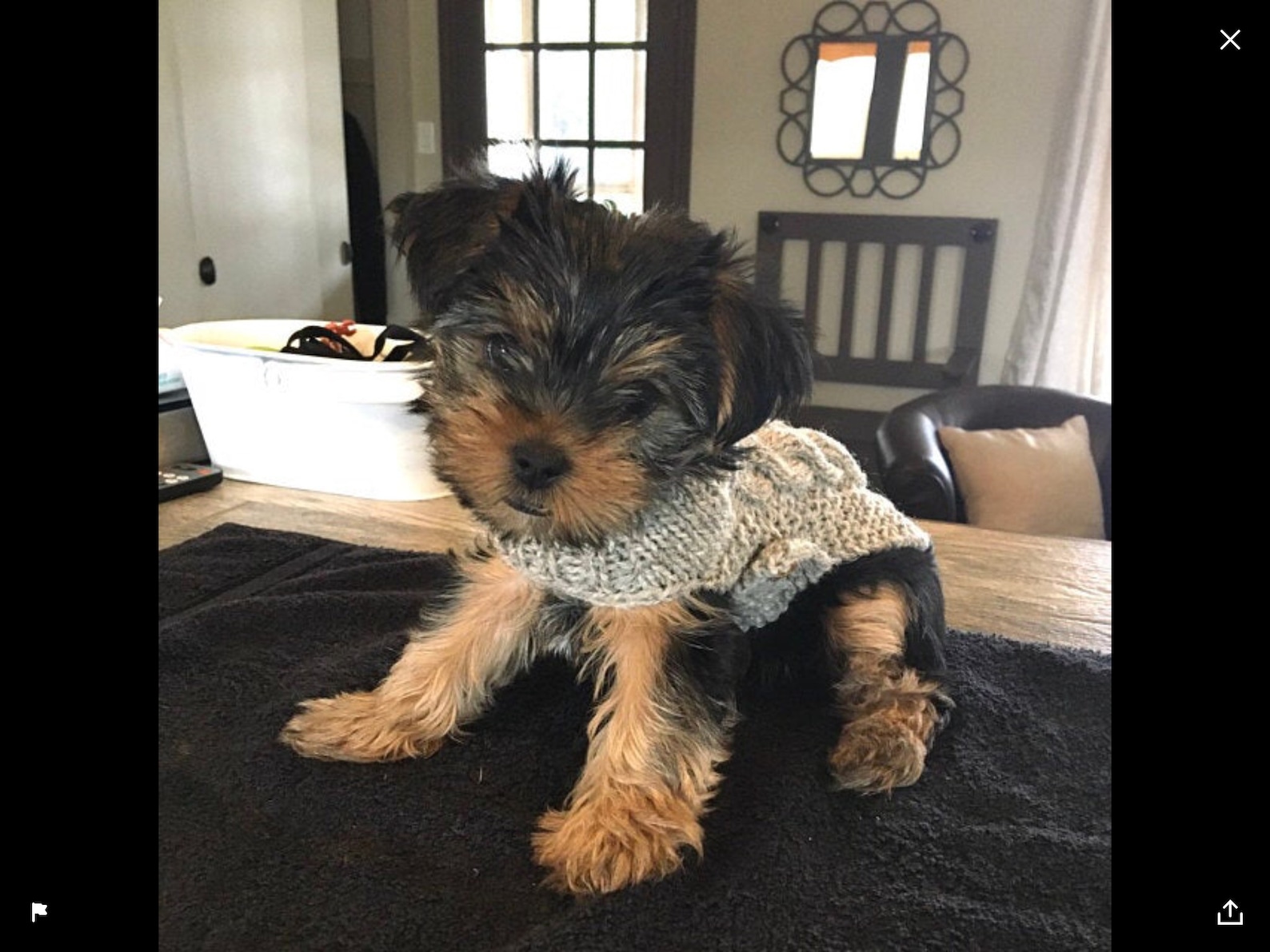 XXXS Dog Sweater XXS Dog Coat XXS Dog Clothes Tiny Dog Etsy Canada