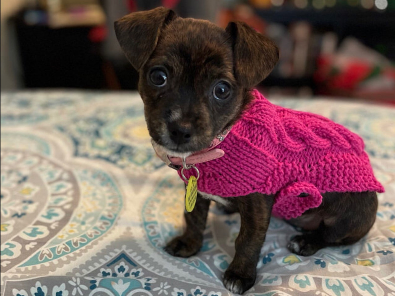 XXXS Dog Sweater XXS Dog Coat XXS Dog Clothes Tiny dog Etsy