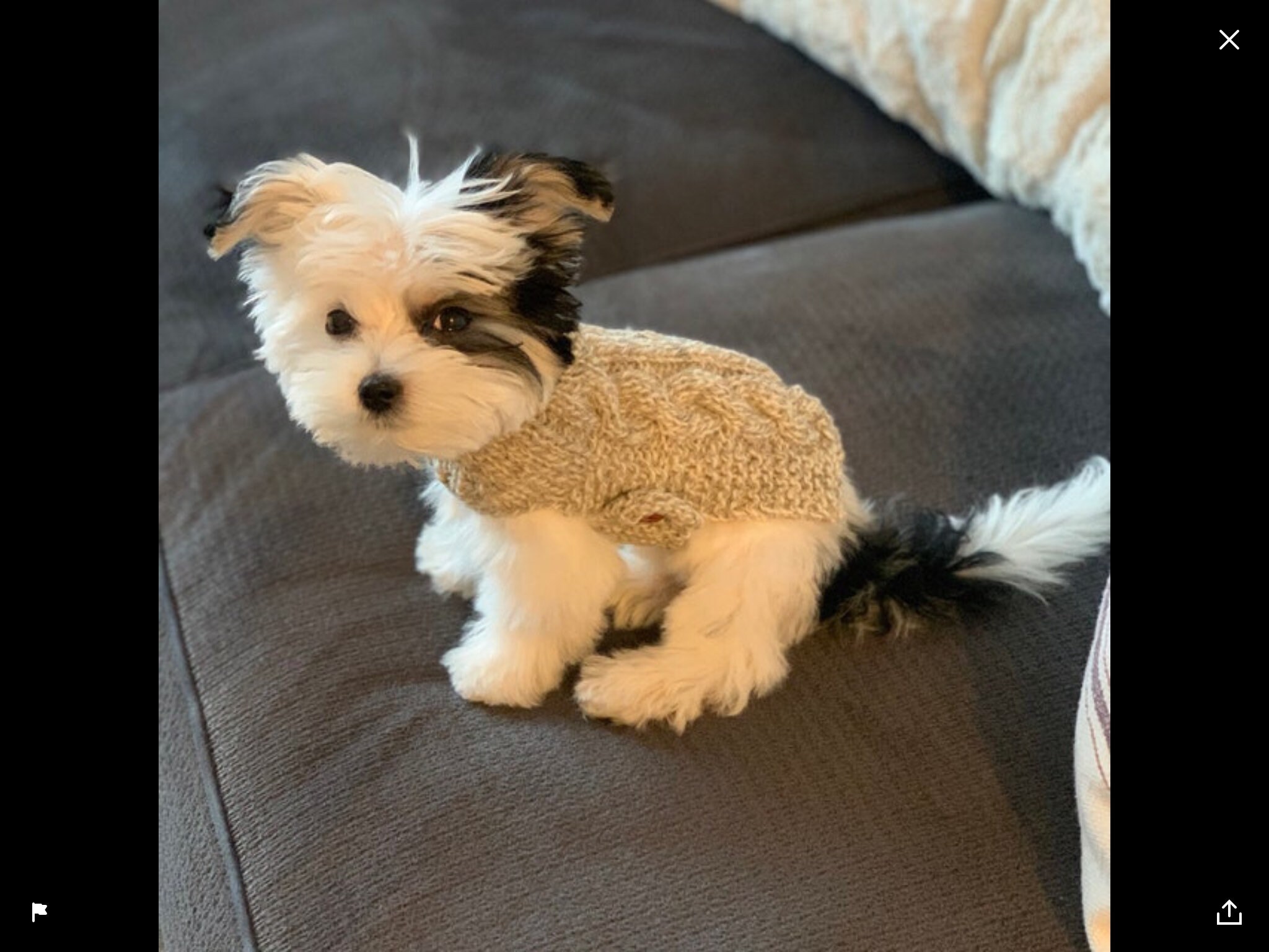 XXXS Dog Sweater XXS Dog Coat XXS Dog Clothes Tiny Dog Etsy Canada