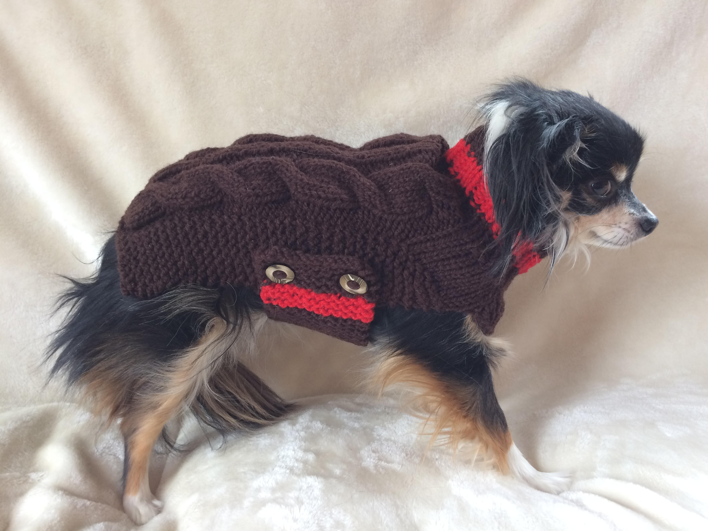 chihuahua in sweater