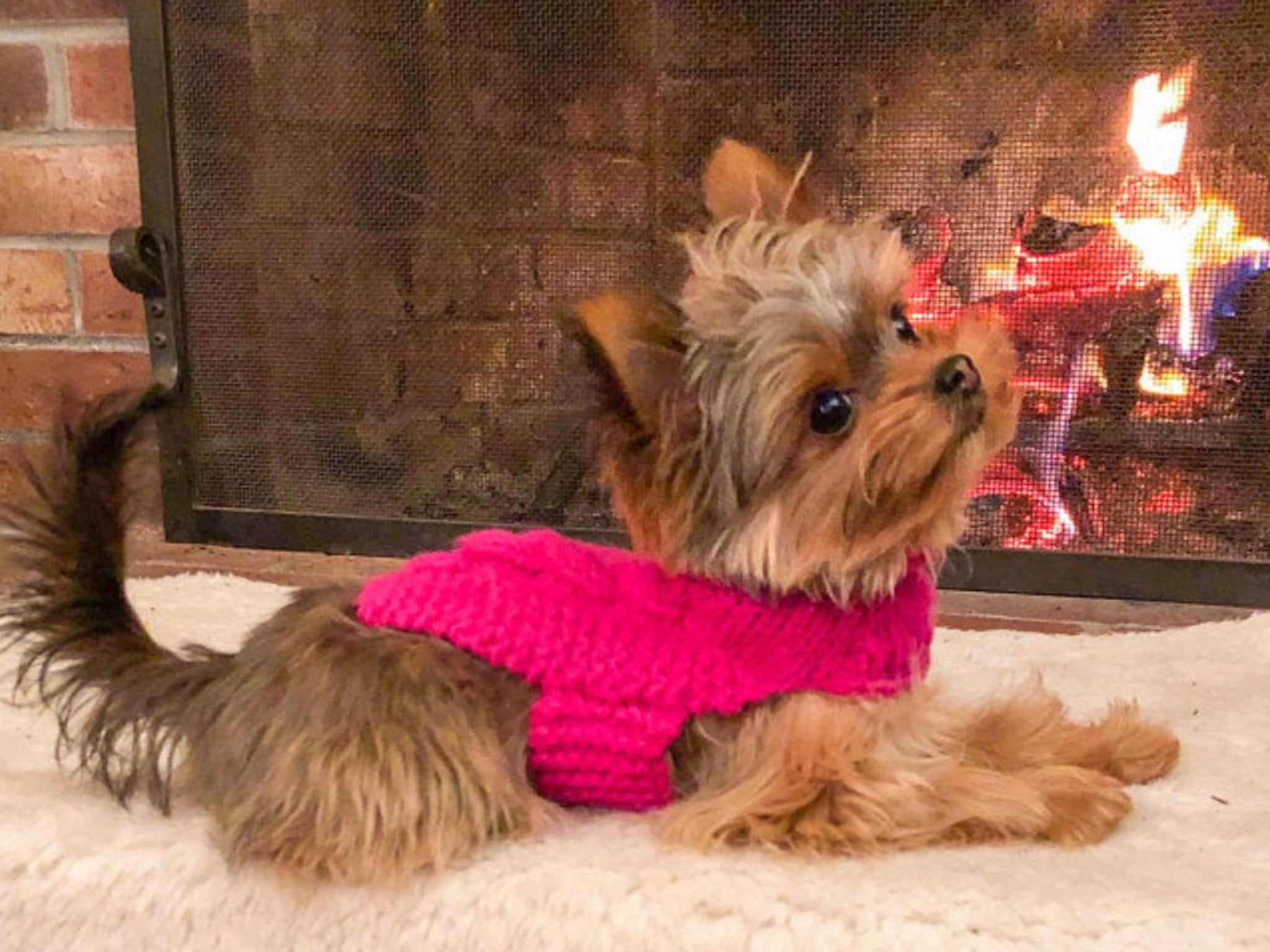 XXXS Dog Sweater XXS Dog Coat XXS Dog Clothes Tiny Dog Etsy