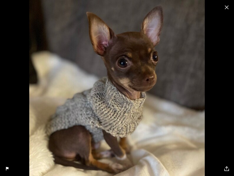 tiny dog sweater