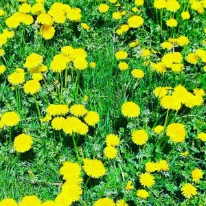 Guía para recolectar diente de león, tabla de identificación de plantas silvestres, arte herbario, descarga digital