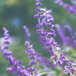 May include: A close-up of purple flowers with green stems and leaves. The flowers are in bloom and have a soft, delicate appearance.