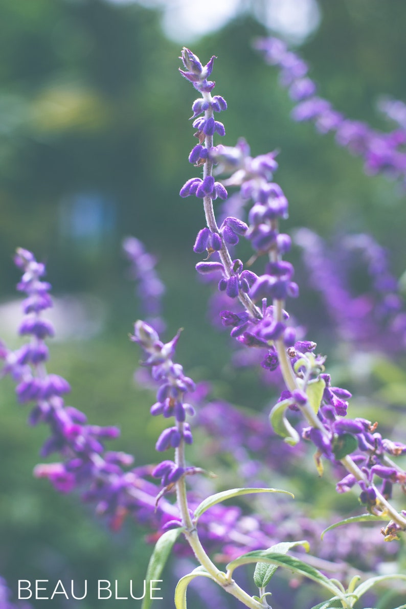 May include: A close-up of purple flowers with green stems and leaves. The flowers are in bloom and have a soft, delicate appearance.