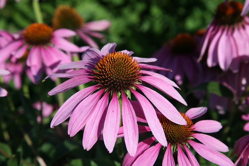 Purple coneflower Herbaceous perennial \u042d\u0445\u0438\u043d\u0430\u0446\u0435\u044f \u043f\u0443\u0440\u043f\u0443\u0440\u043d\u0430\u044f Echinacea purpurea LIVE Perennial plant