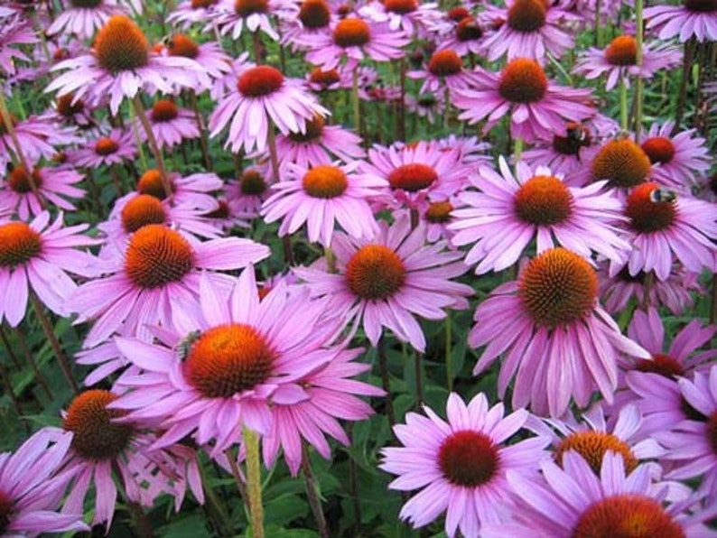 Purple coneflower Herbaceous perennial \u042d\u0445\u0438\u043d\u0430\u0446\u0435\u044f \u043f\u0443\u0440\u043f\u0443\u0440\u043d\u0430\u044f Echinacea purpurea LIVE Perennial plant