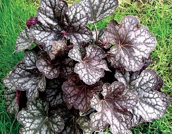 Live Perennial Heuchera Velvet Night Coral Bells Etsy