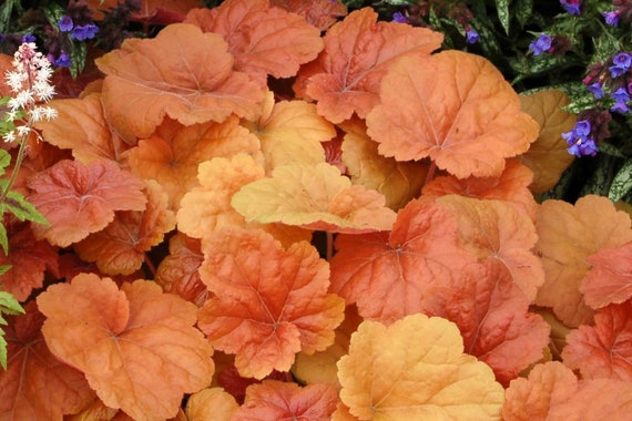 Live Perennial Heuchera Hybrida Southern Comfort Etsy