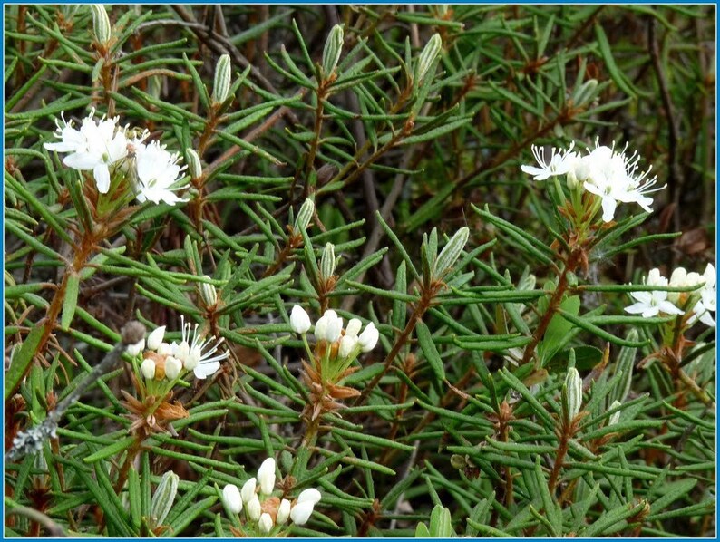 LIVE lovely scent plant Labrador tea know as Wild Rosemary