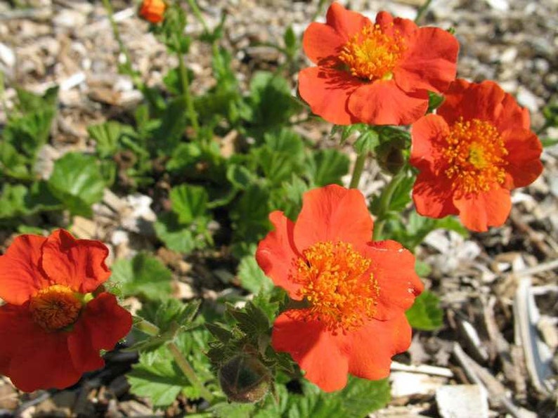 LIVE Perennial plant Herb Bennet Wood Avens Geum coccineum Avens Colewort,\u0413\u0440\u0430\u0432\u0438\u043b\u0430\u0442 Cook