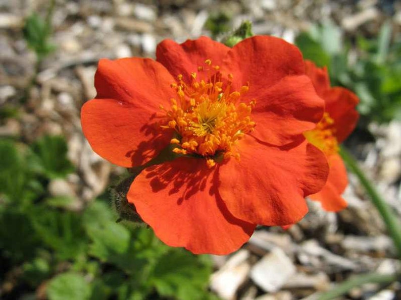 LIVE Perennial plant Herb Bennet Wood Avens Geum coccineum Avens Colewort,\u0413\u0440\u0430\u0432\u0438\u043b\u0430\u0442 Cook