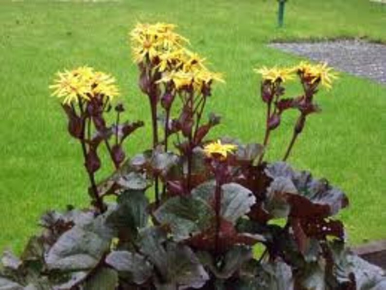 Leopard Plant Live Perennial Ligularia Dentata Outdoor Gardening Home Living Thewellnessshed Co Nz Leopard Plant Live Perennial Ligularia Dentata Outdoor Gardening Home Living Thewellnessshed Co Nz