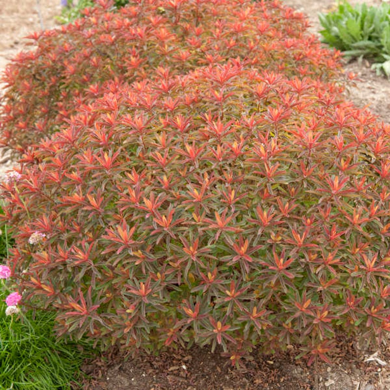 Cushion spurge LIVE Perennial Euphorbia epithymoides /'Bonfire/' Herbaceous perennial