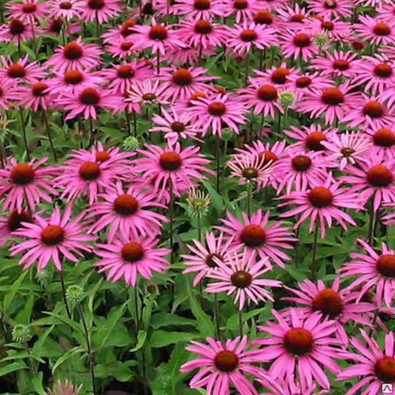 Purple coneflower Herbaceous perennial \u042d\u0445\u0438\u043d\u0430\u0446\u0435\u044f \u043f\u0443\u0440\u043f\u0443\u0440\u043d\u0430\u044f Echinacea purpurea LIVE Perennial plant