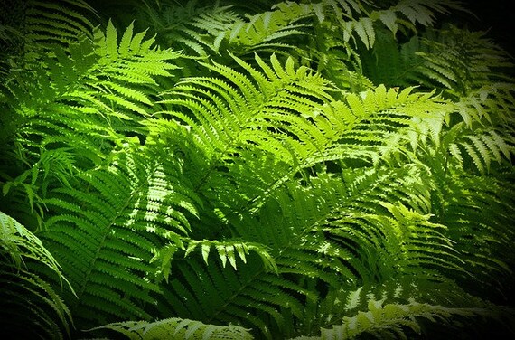 Dryopteris Filix Mas Male Fern Devon Pond Plants