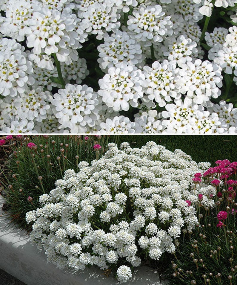 Иберис вечнозеленый — Iberis sempervirens