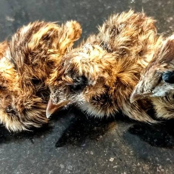 Taxidermy Quail baby lot of 6 .tanned