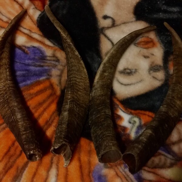 Taxidermy 2 pairs/sets of large 10 in goat horn sheaths