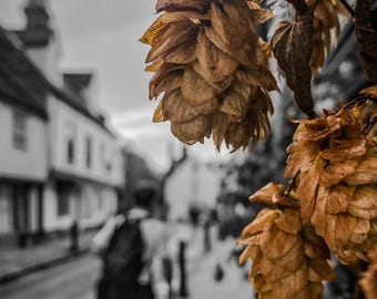 Hops Hanging on West Street, 2024. Impression d'art photographique de qualité archive (sans cadre)