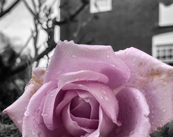 Tymans Rose, Faversham 2024. Qualité archive, impression d'art photographique (sans cadre.)