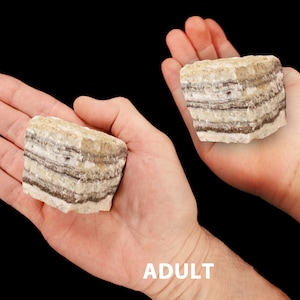 May include: Two hands, one adult and one of a 7-year-old child, hold a layered, brown and white rock. The rock is about the size of a small bar of soap.